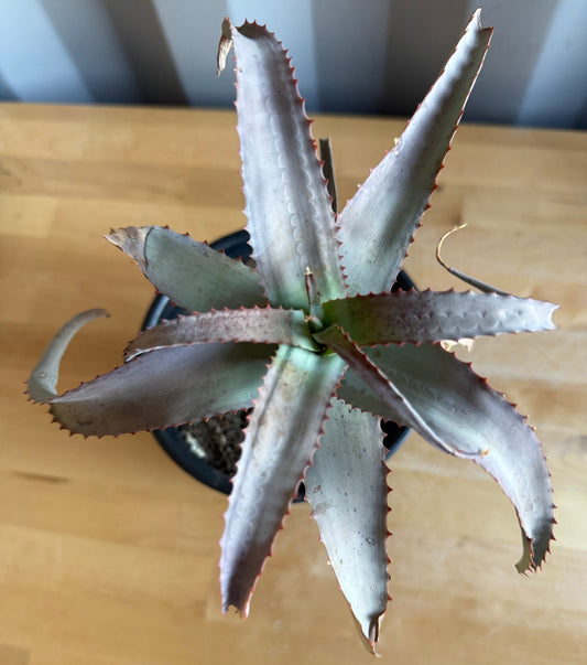 1gal Aloe acutissima S33