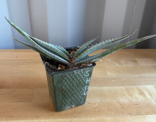 4-inch Mustache Aloe SH66 | Aloe suprafoliata