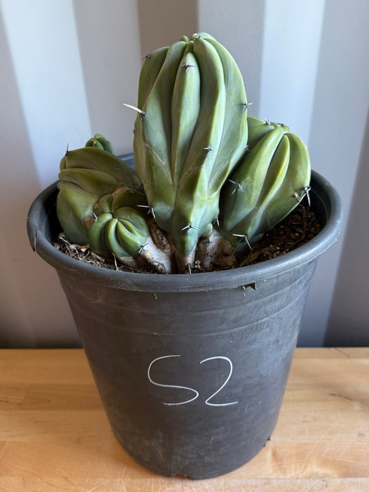Myrtillocactus geometrizans ‘cristata’ Large Form S2