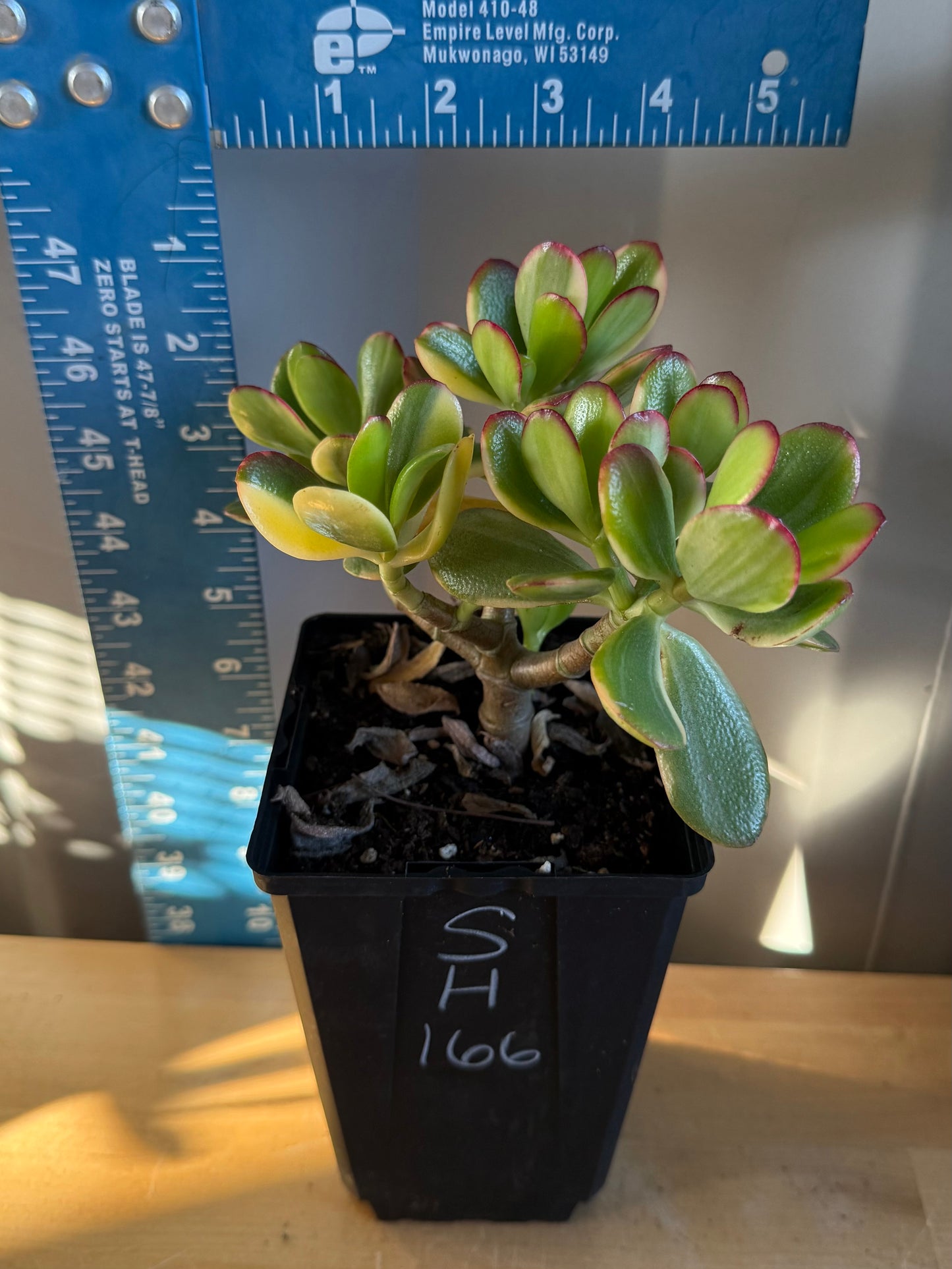 Lemon Lime Jade SH166 | Crassula ovata 'Lemon & Lime'