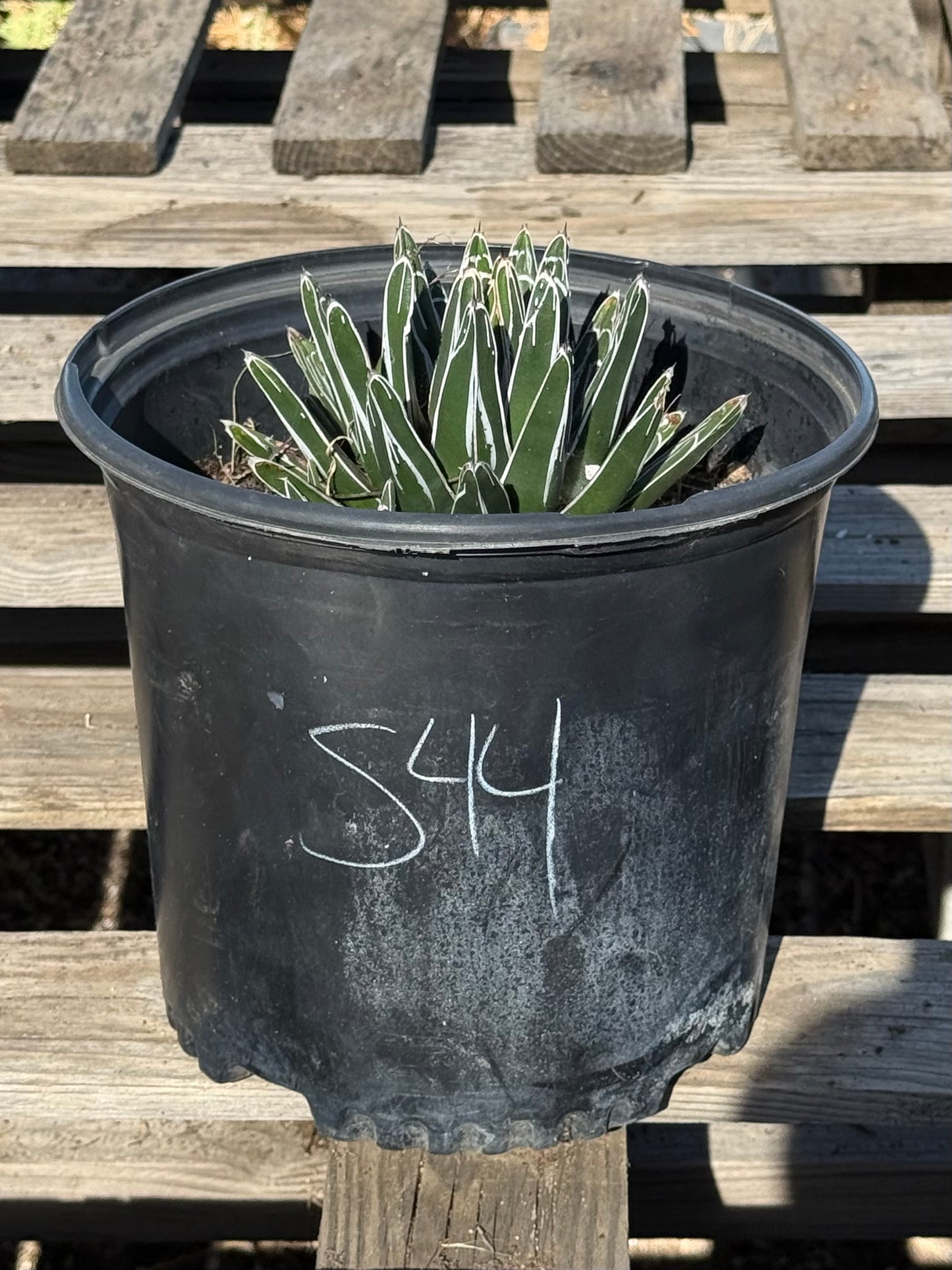 Agave victoriae-reginae S44 | Queen Victoria Agave