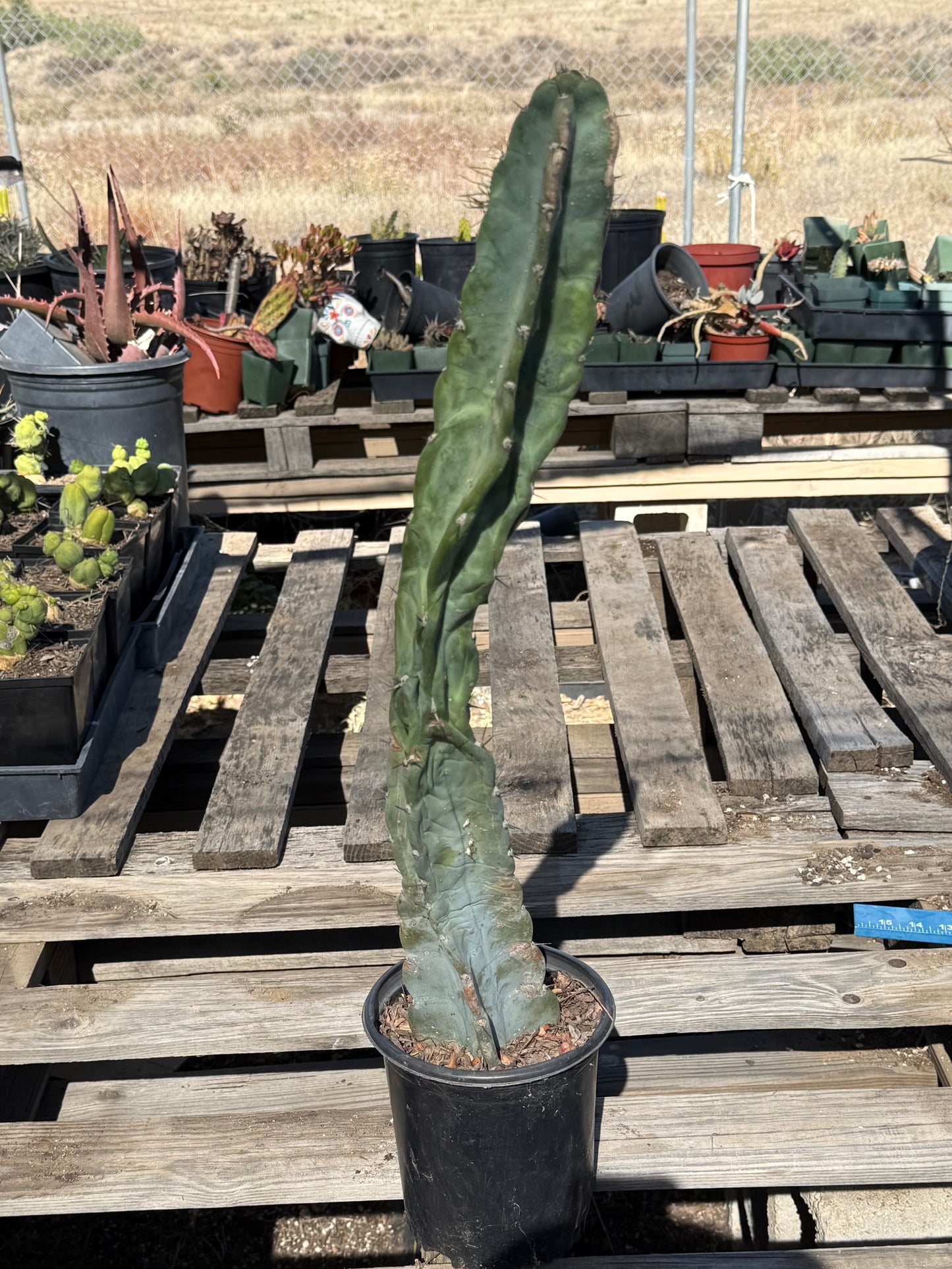 Cereus forbesii S20