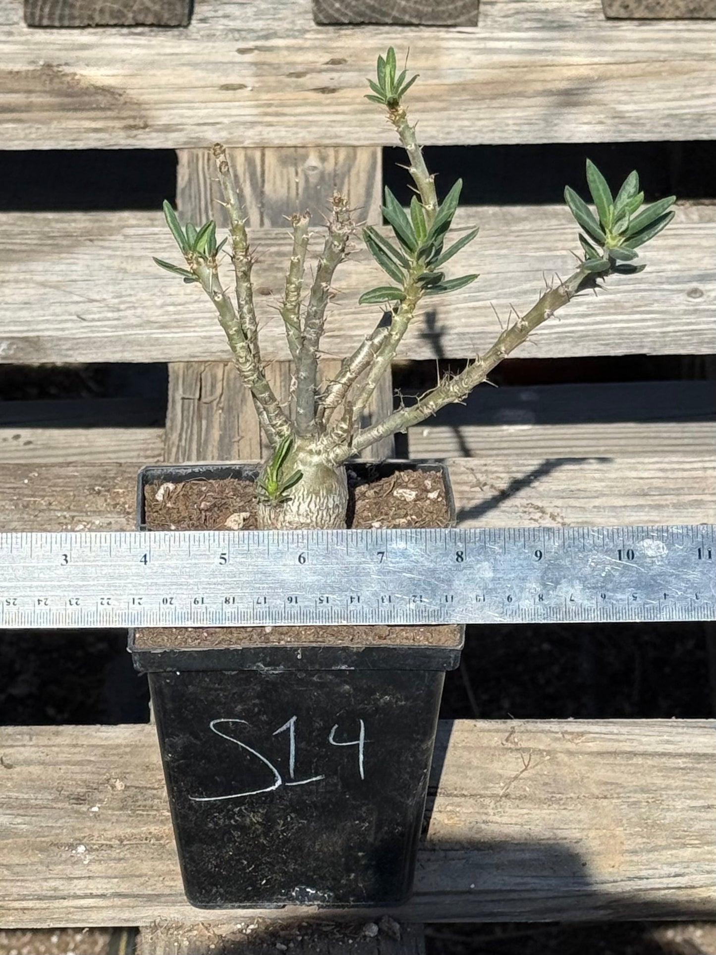 Pachypodium bispinosum S14