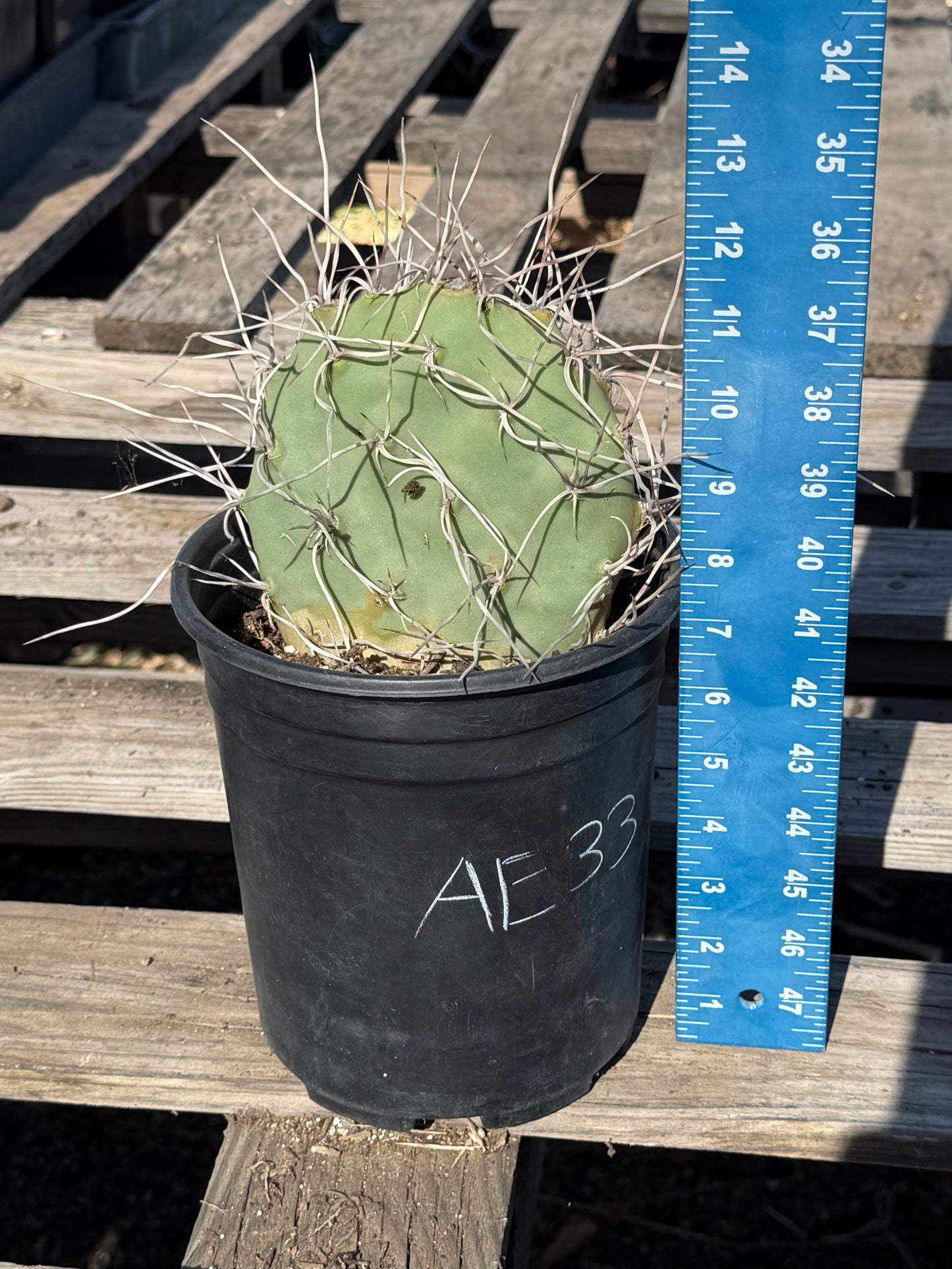 Opuntia sulphurea' AE33 | Sulphur Prickly Pear
