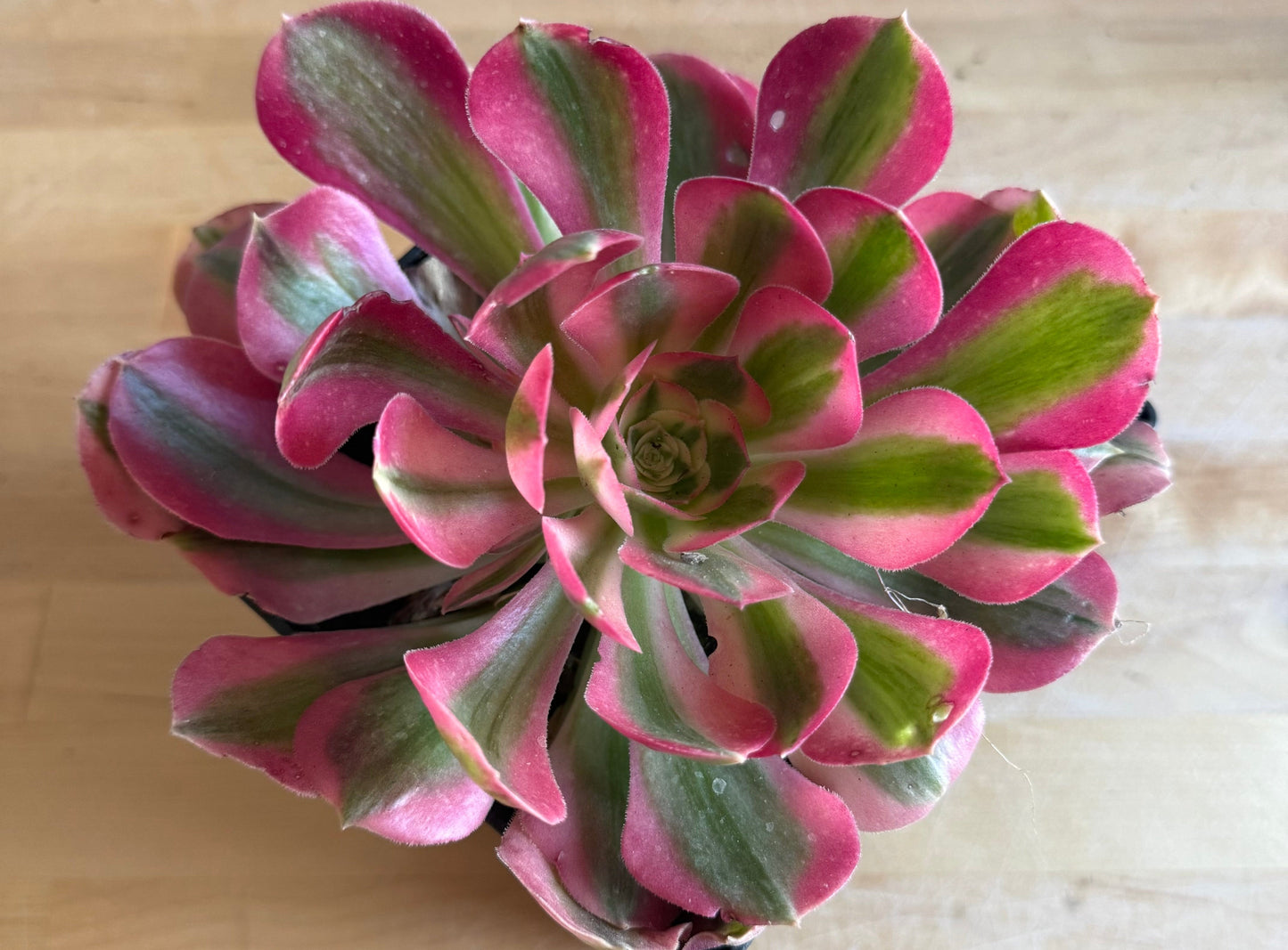 Aeonium 'Pink Witch' S48