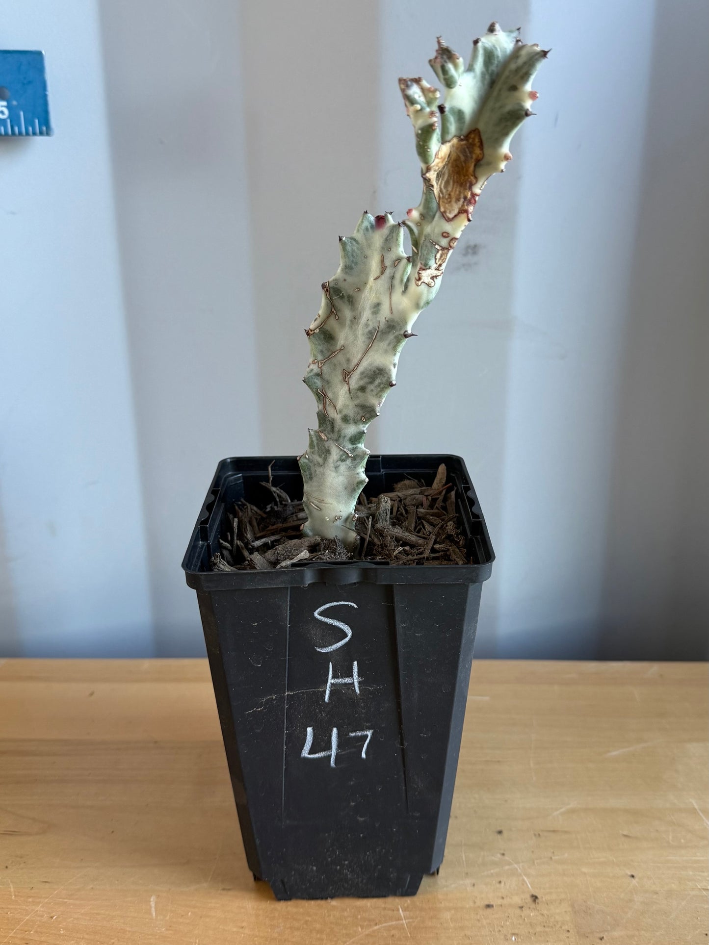 4-inch ‘Dragon Bones’ | Euphorbia lactea variegata ‘White Ghost’ SH47