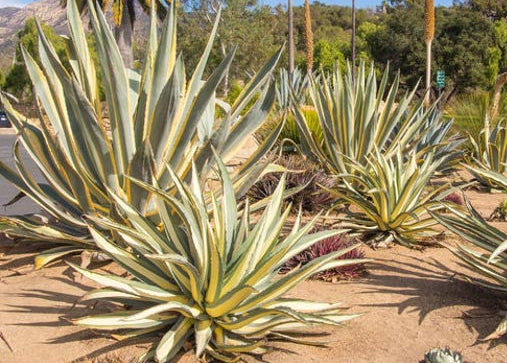 Agave americana 'Mediopicta Aurea' 3g