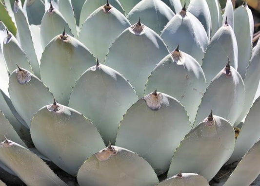 Agave parryi var. truncata 3g
