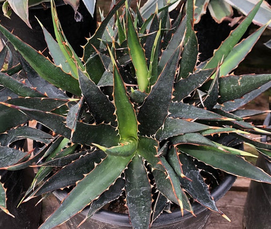 Agave horrida ssp. perotensis 3g