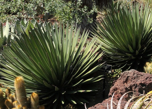 Agave ocahui 3g