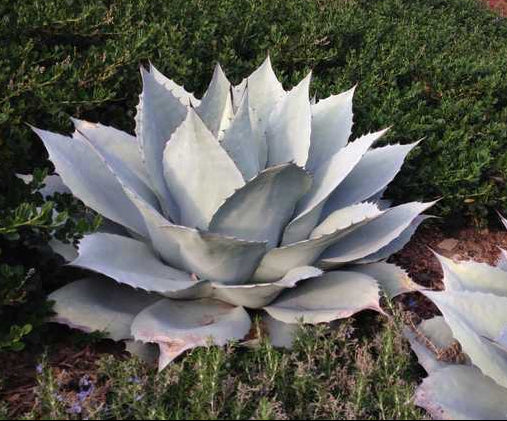 Agave ovatifolia 'Frosty Blue' 3g