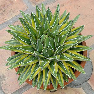 Agave victoriae-reginae 'Golden Princess' 8in