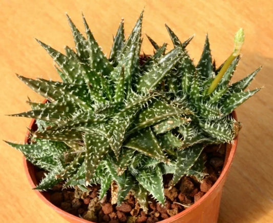 Aloe haworthioides x descoingsii 'Pepe' 4in