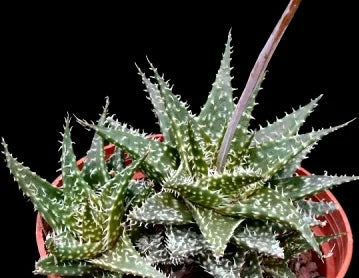 Aloe haworthioides x descoingsii 'Pepe' 4in