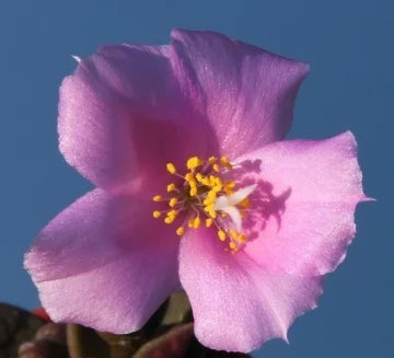 Anacampseros telephiastrum 4in