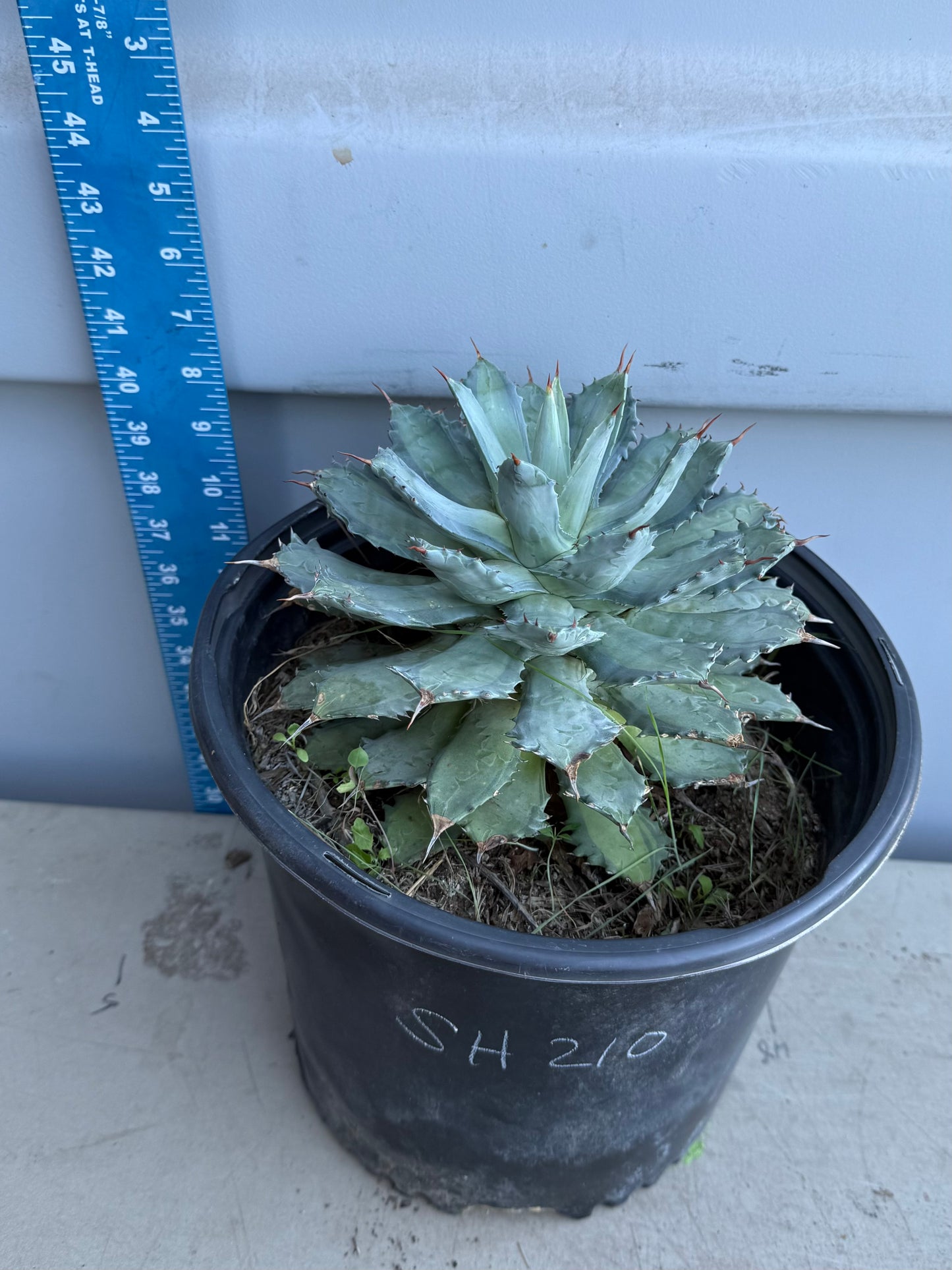 Agave isthmensis 'Becky' SH210 | Becky's Century Plant