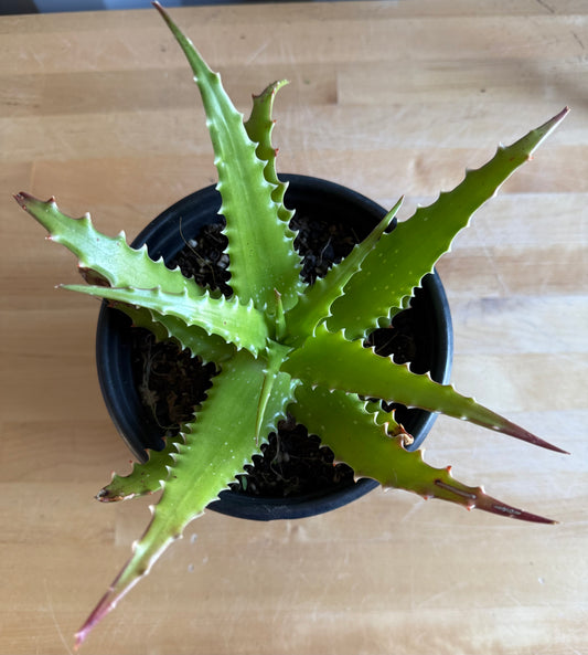 1gal Aloe dorotheae S15