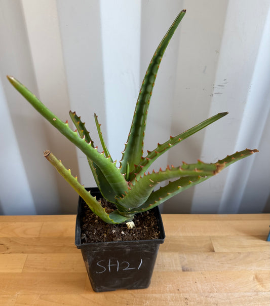 Aloe camperi SH21