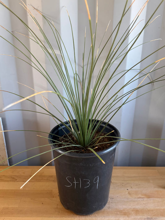 5gal Mexican Grass SH39 | Dasylirion longissimum