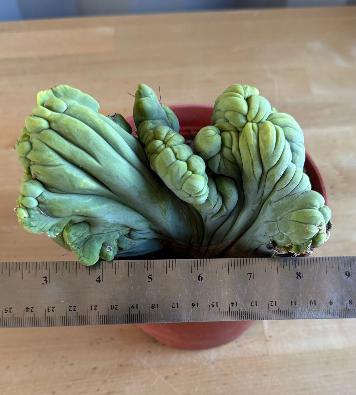 Crested Monstrose Cactus SH97