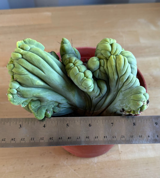 Crested Monstrose Cactus SH97