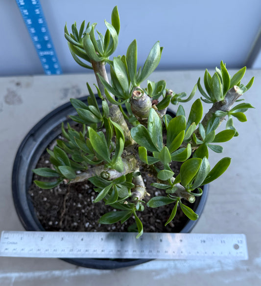 5gal Butter Tree SH185 | Tylecodon paniculatus