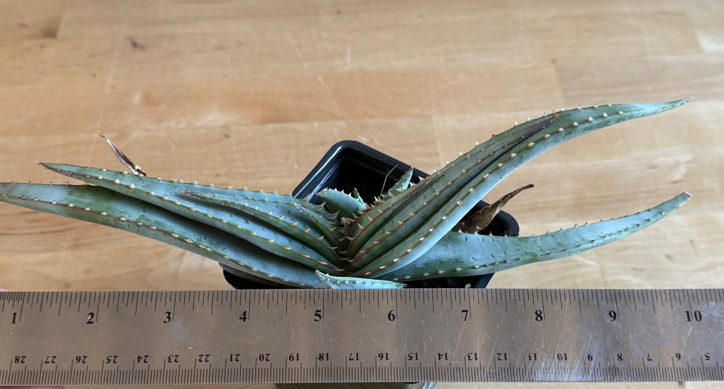 4-inch Mustache Aloe SH65 | Aloe suprafoliata