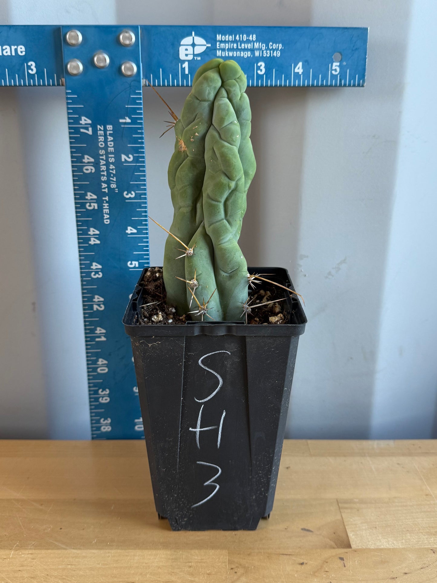 Bruce’s Dragon Cactus SH3
