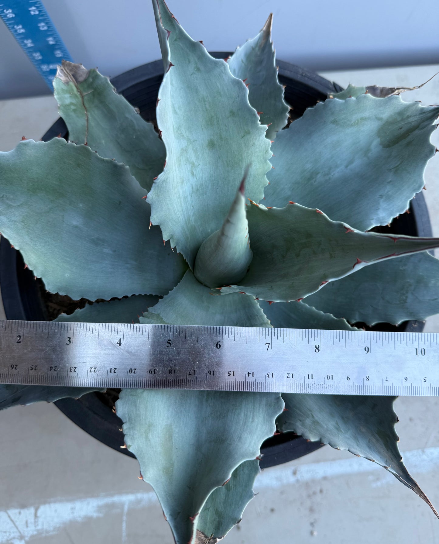 Whale's Tongue Agave SH2111 | Agave ovatifolia