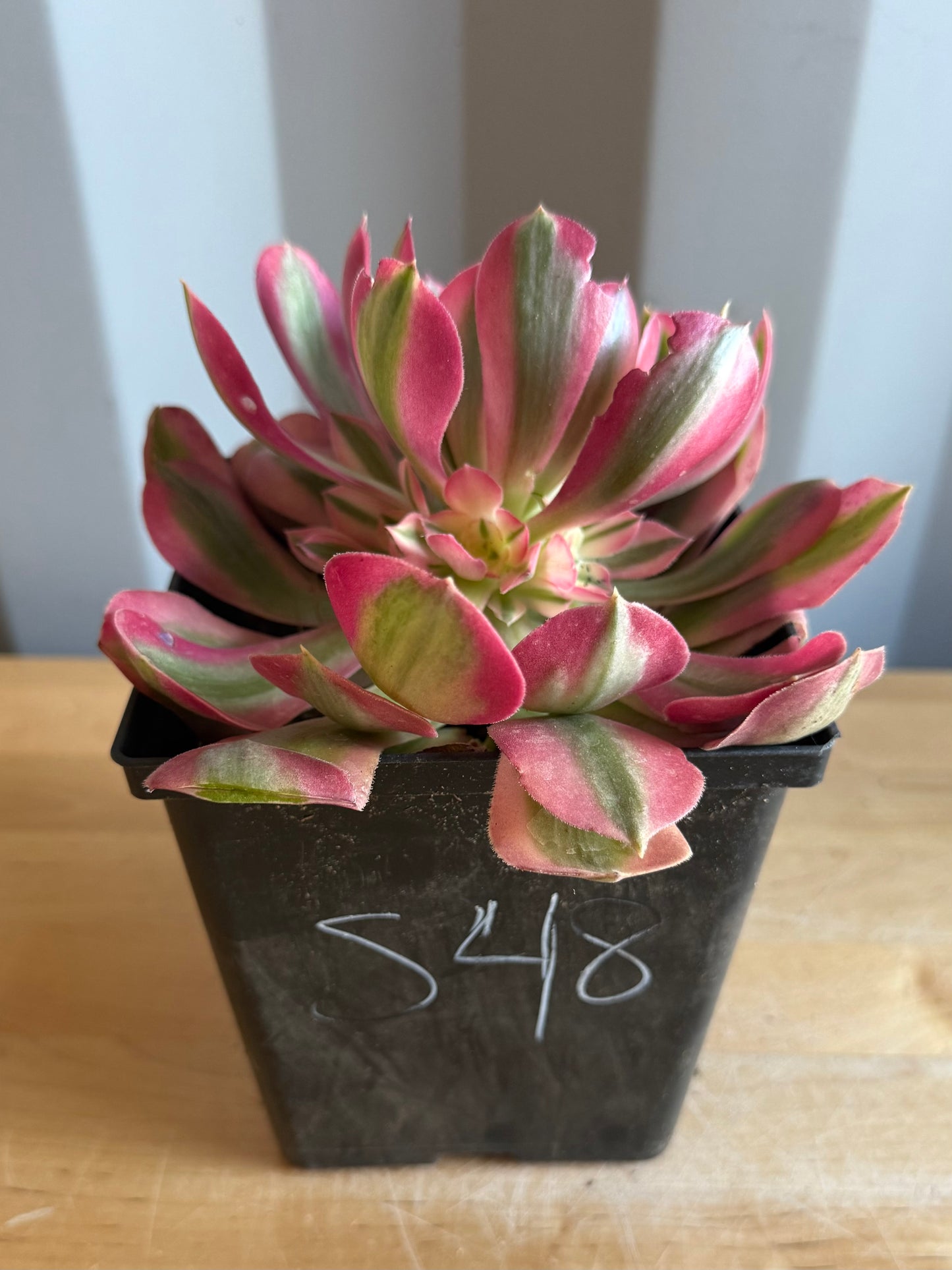 Aeonium 'Pink Witch' S48