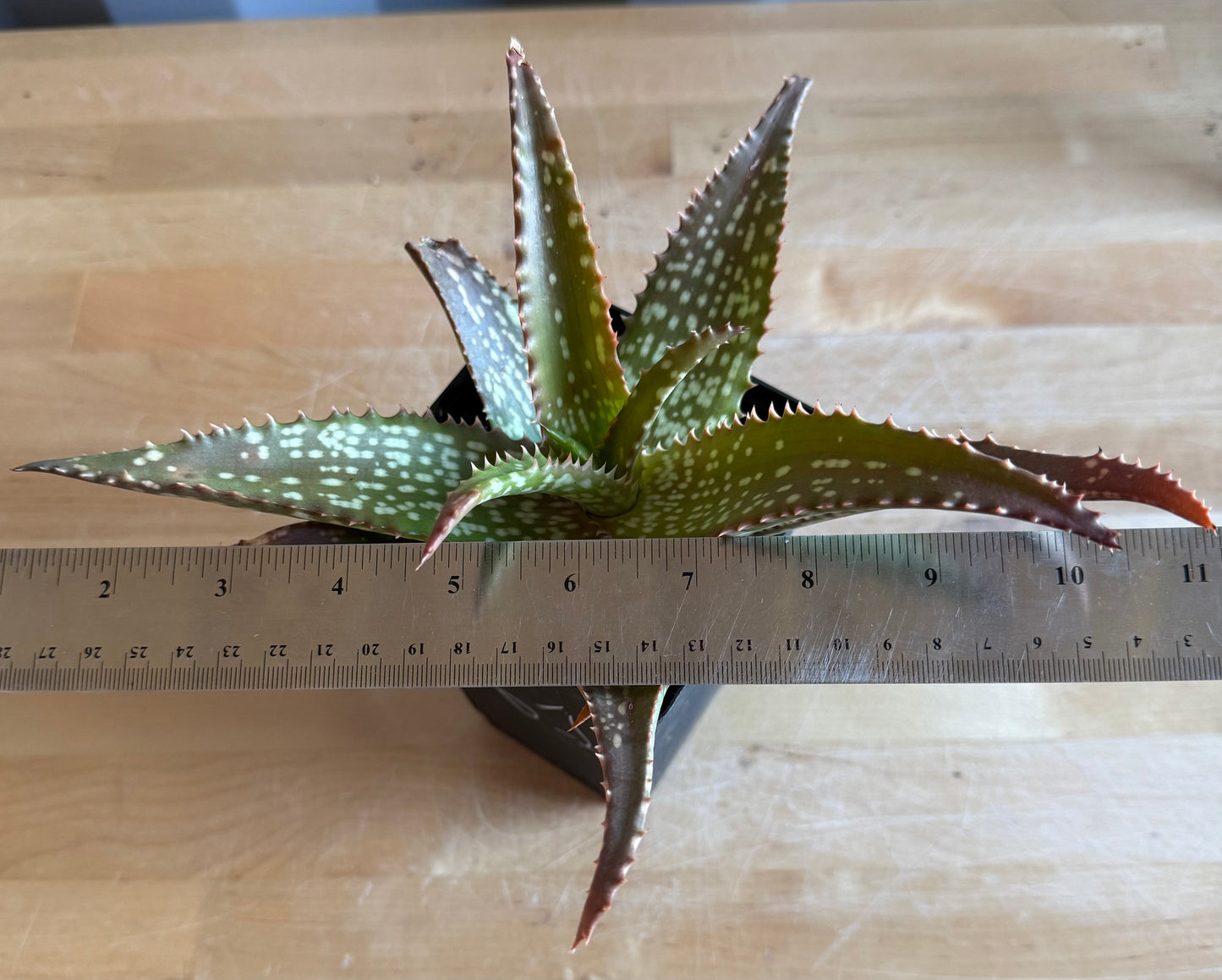 4-inch Aloe 'Cynthia Giddy' S61