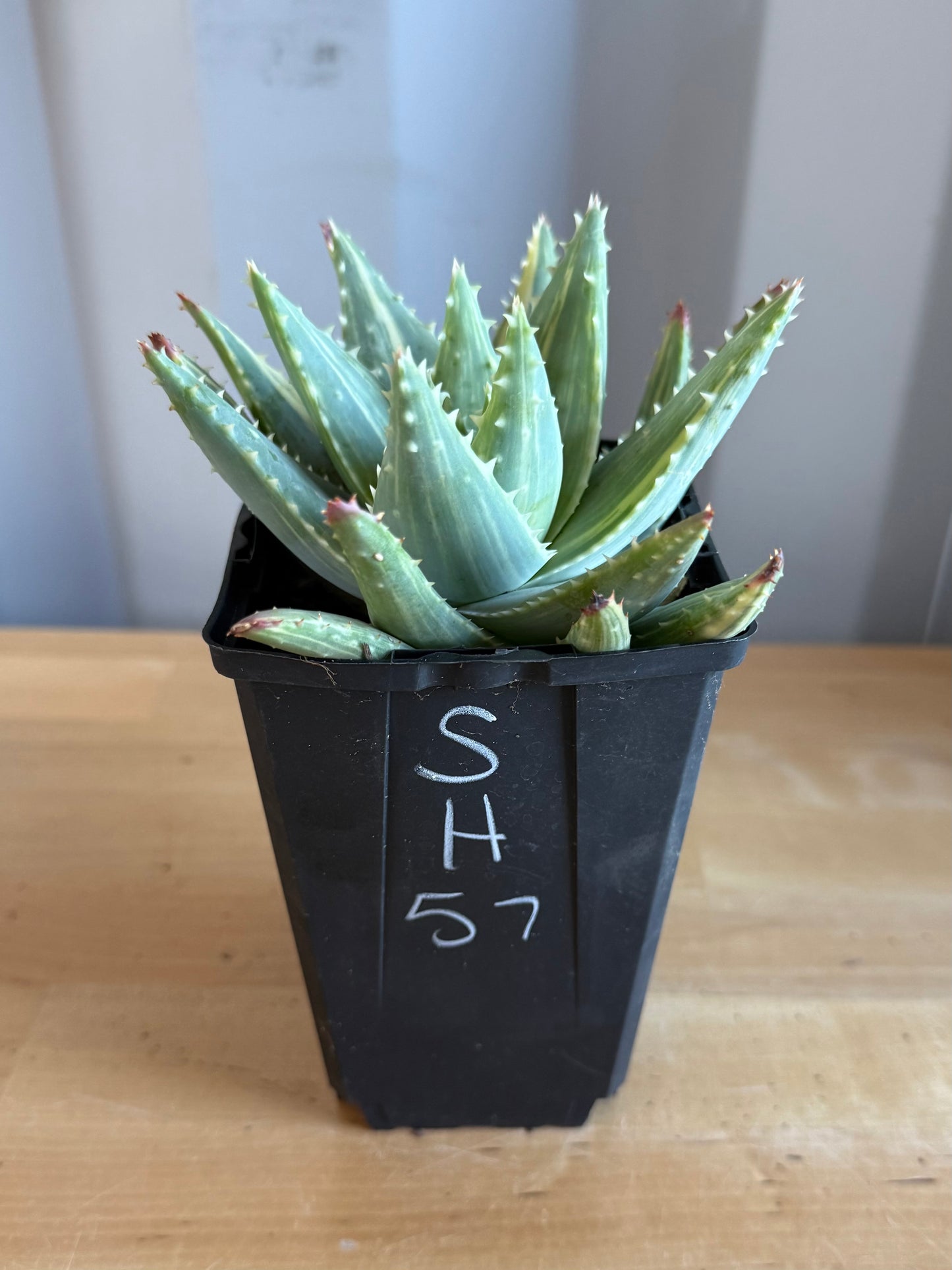 4-inch Variegated Aloe brevifolia SH57