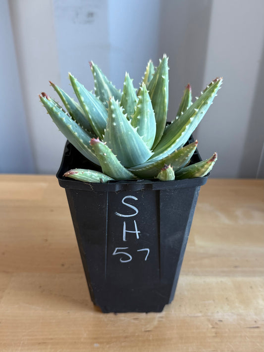 4-inch Variegated Aloe brevifolia SH57