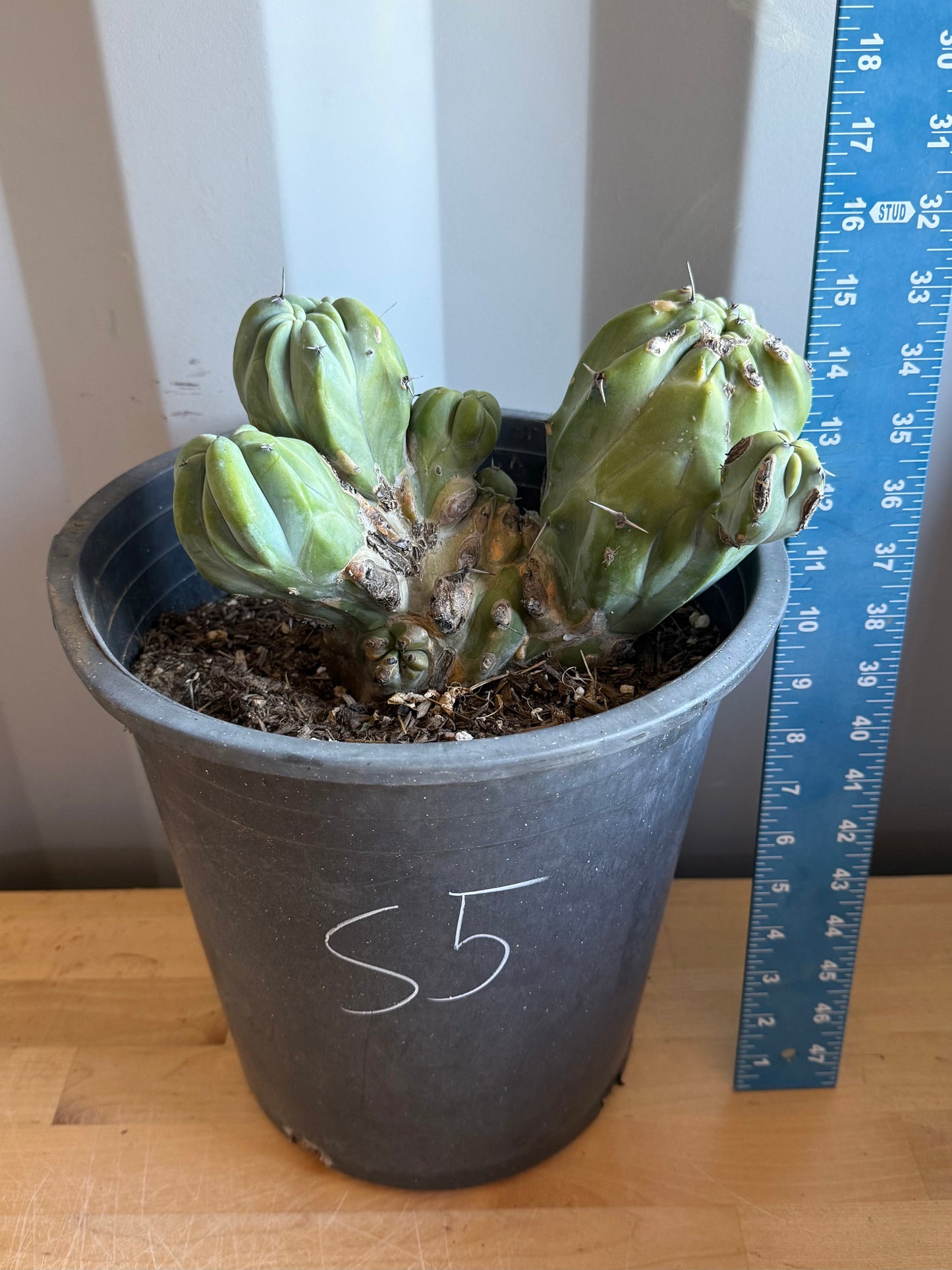 Myrtillocactus geometrizans ‘cristata’ Large Form S5