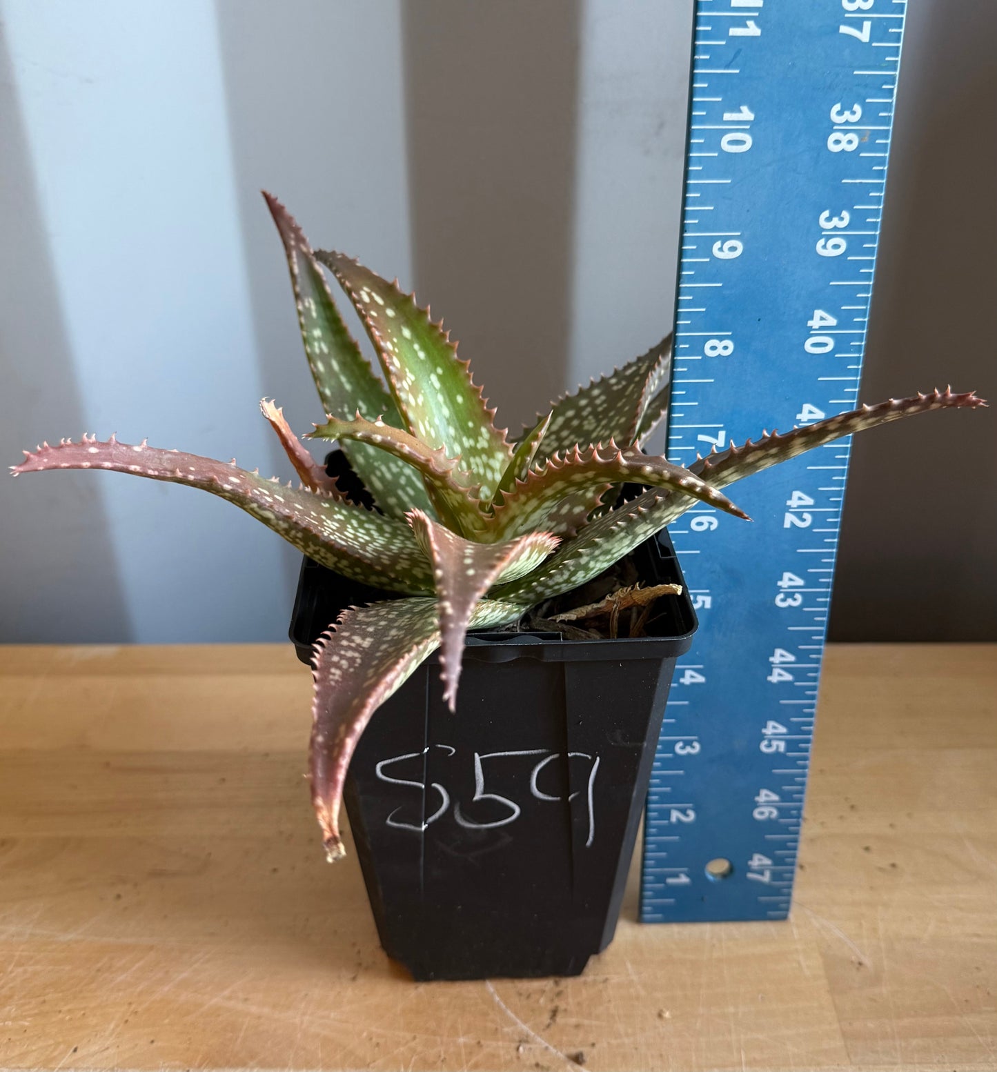 4-inch Aloe 'Cynthia Giddy' S59