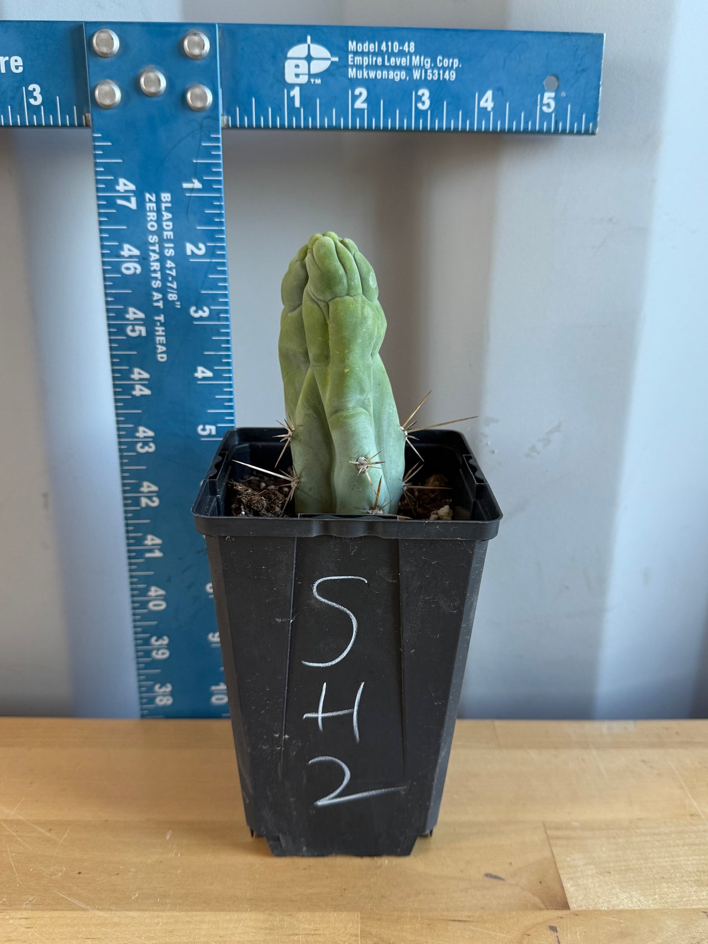 Bruce’s Dragon Cactus SH2