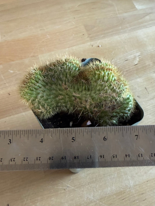 Crested Golden 'Rat Tail' Cactus | Cleistocactus winteri cristata SH77