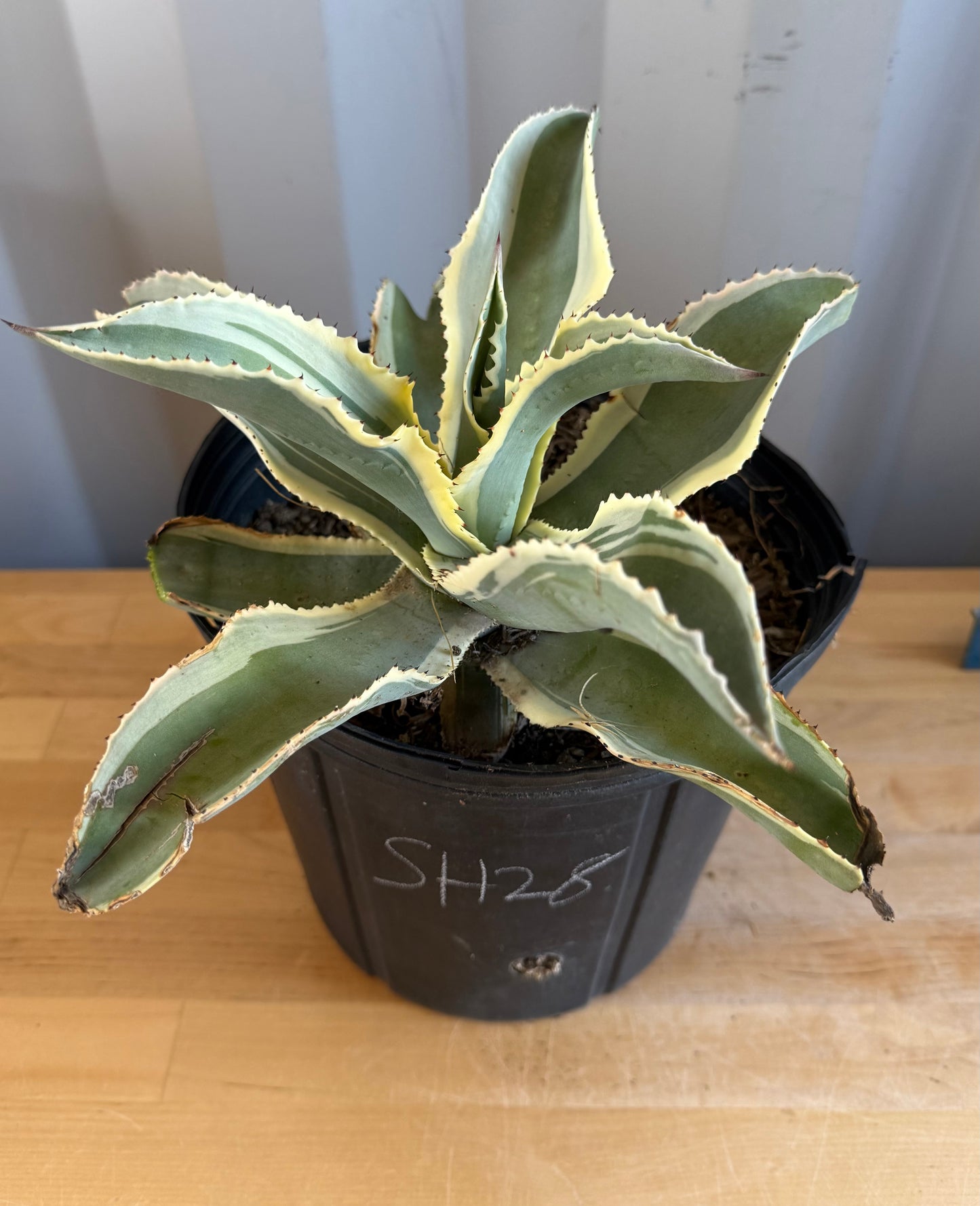 Agave gypsophila 'Ivory Curls' SH28 | Variegated Century Agave