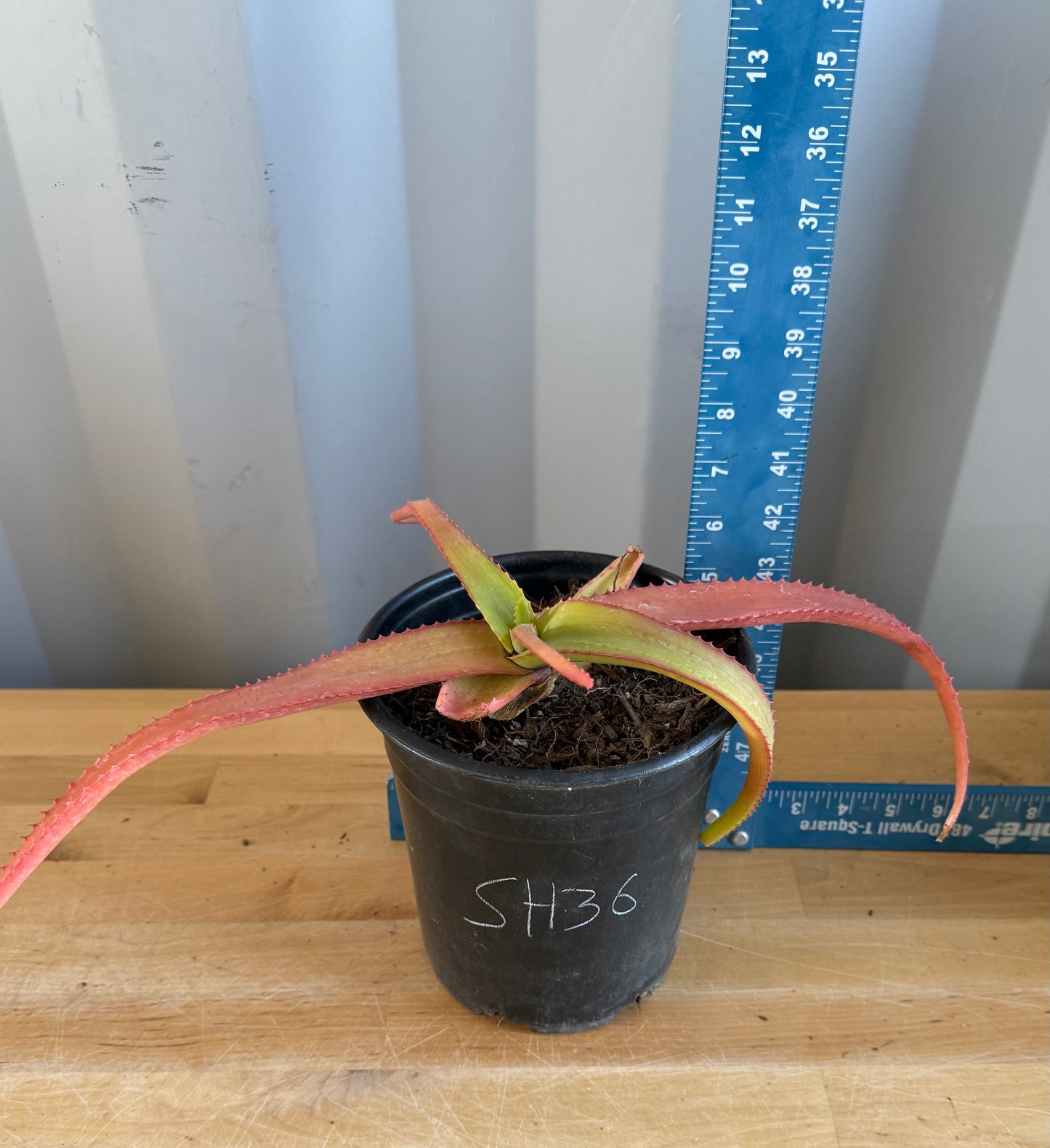 1gal Aloe vanbalenii