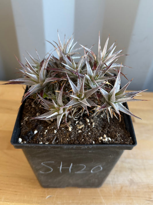 Abromeitiella brevifolia SH20 | Deuterocohnia brevifolia