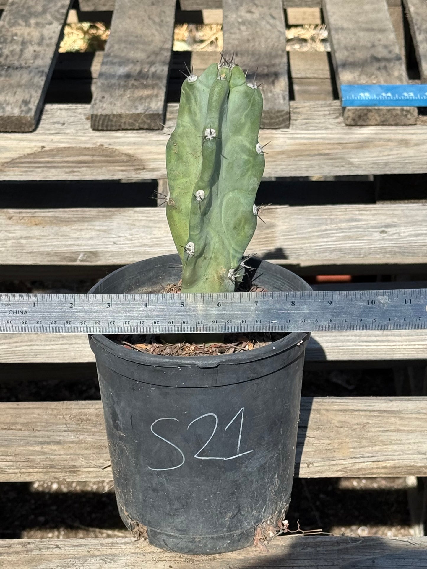 Cereus forbesii S21