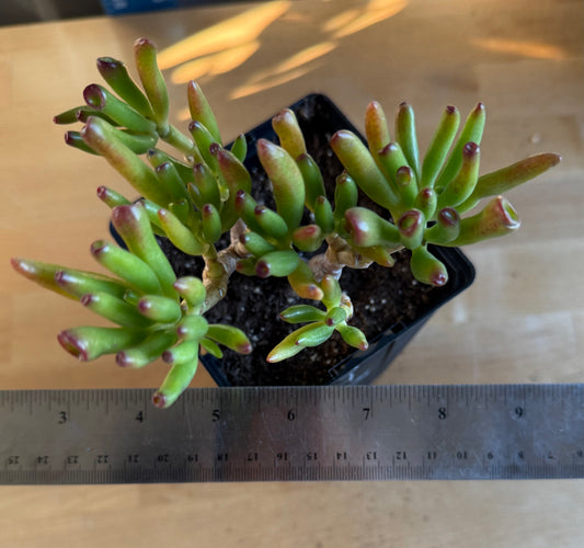 'ET Fingers' Jade SH168 | Crassula ovata 'Gollum'