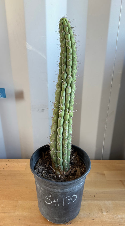 Trichocereus chiloensis SH130