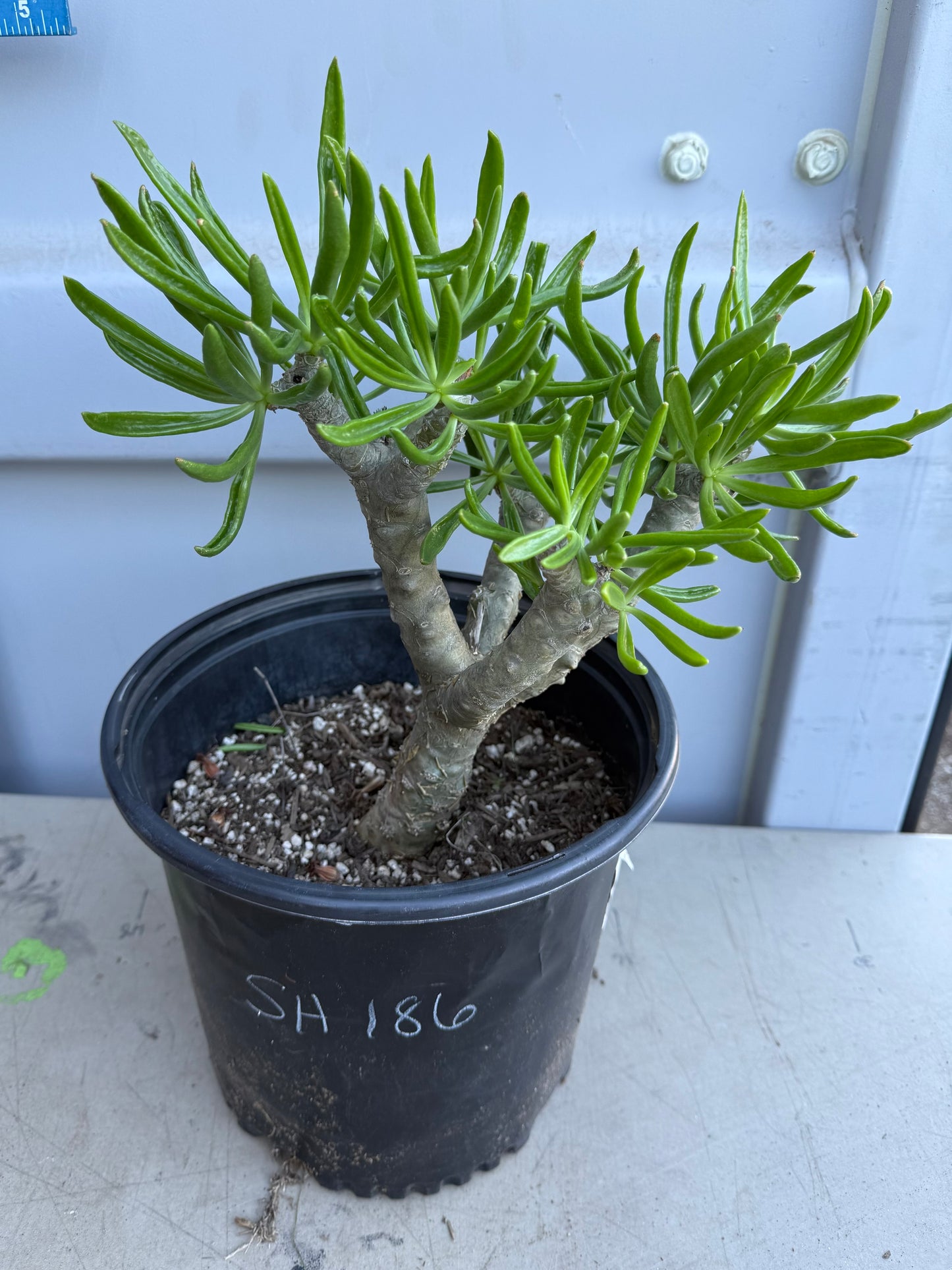 5gal Tylecodon dinteri SH186