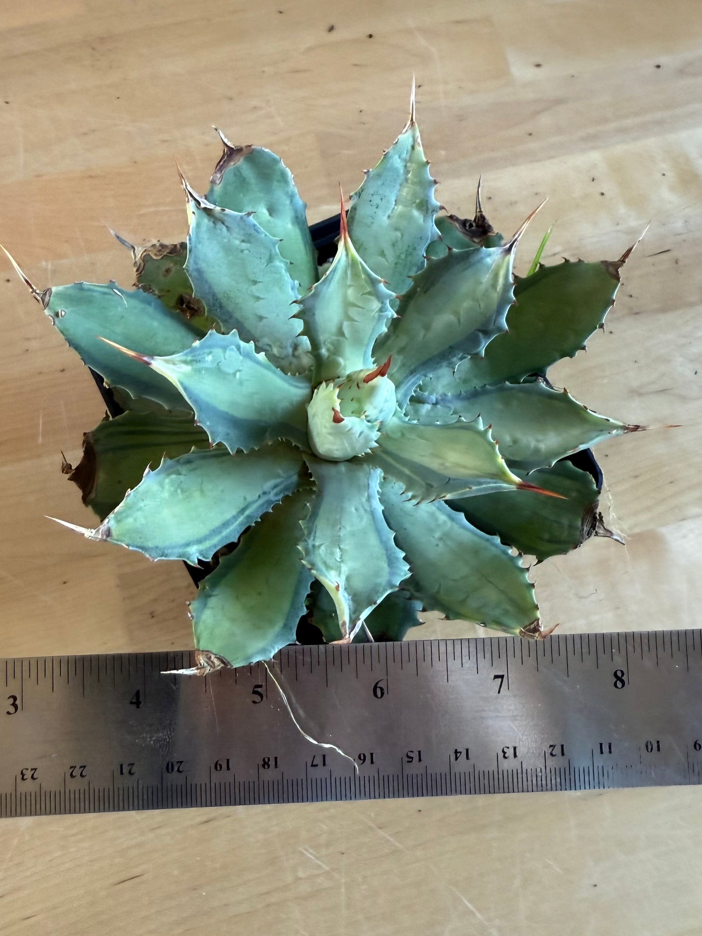 Agave isthmensis 'Becky' SH139 | Becky's Century Plant
