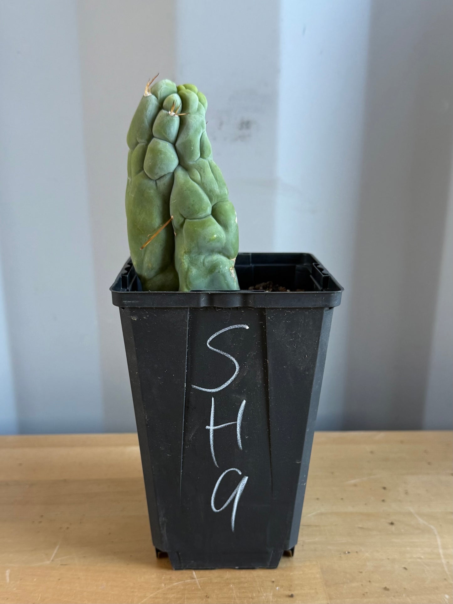 Bruce’s Dragon Cactus SH9