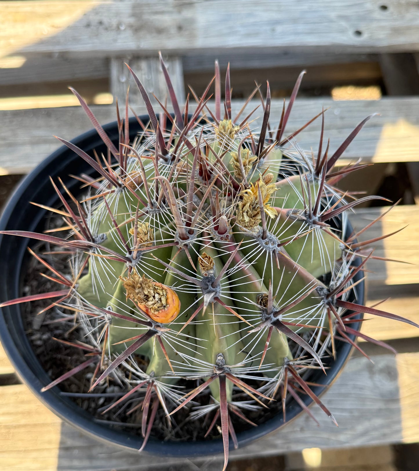Ferocactus herrerae | Twisted Barrel Cactus S48