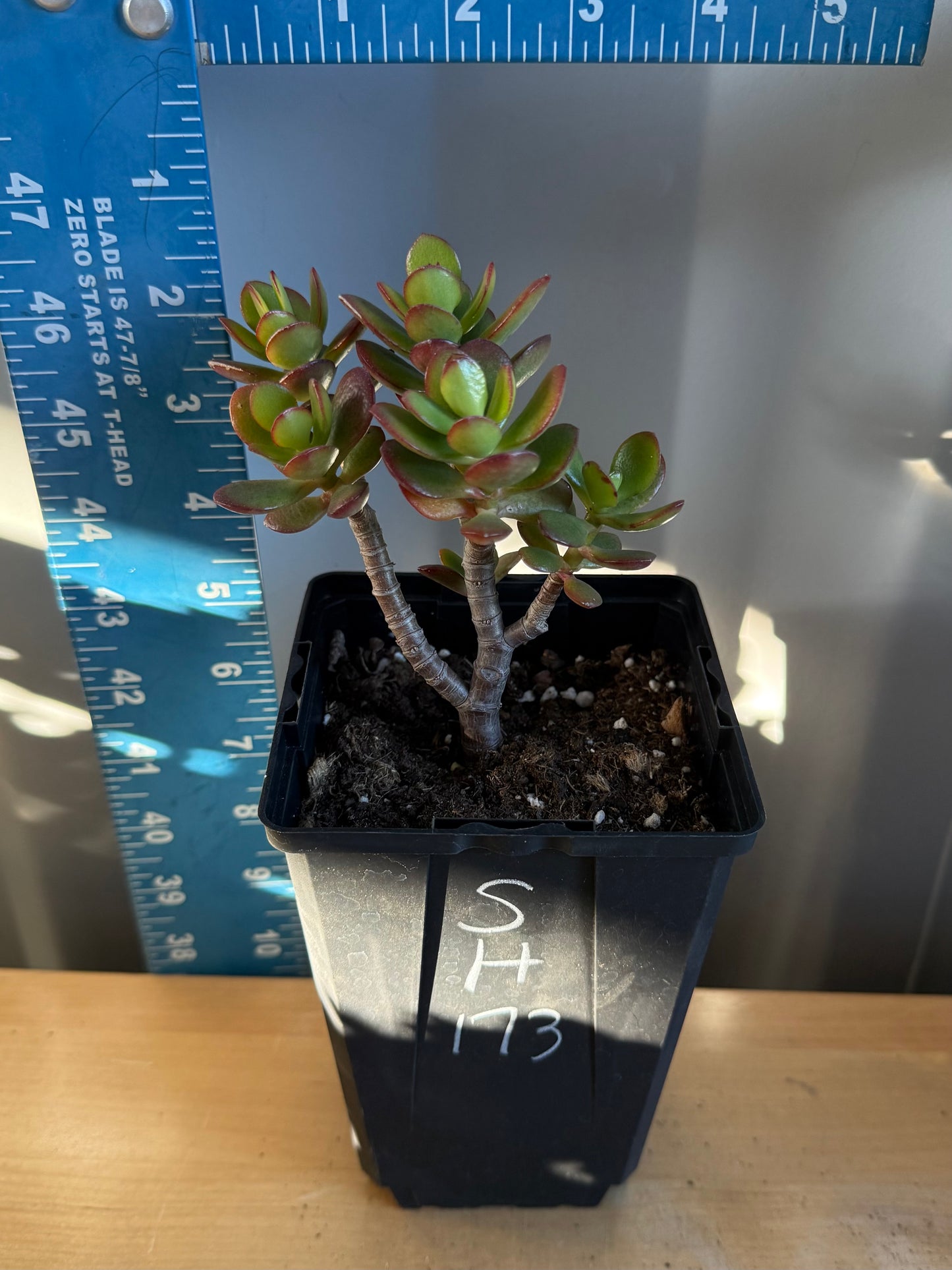 Lemon Lime Jade SH173 | Crassula ovata 'Lemon & Lime'