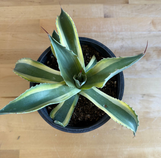 Orca Variegated Whale's Tongue Agave SH4 | Agave ovatifolia 'Orca' variegata