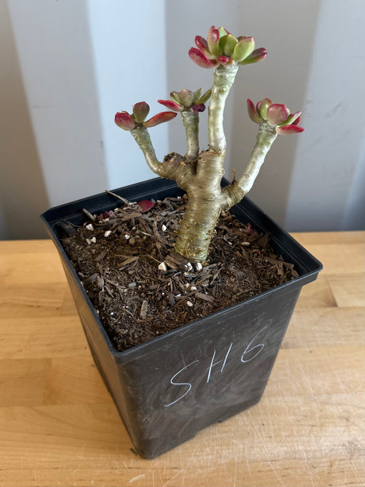 Sedum frutescens SH6